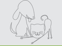ico animais